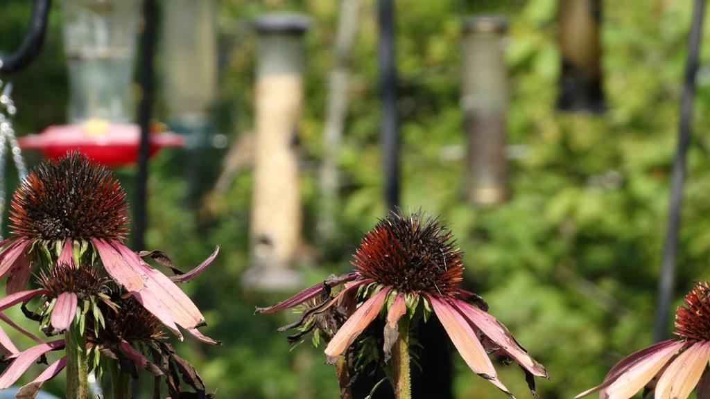 Echinacea Flowers